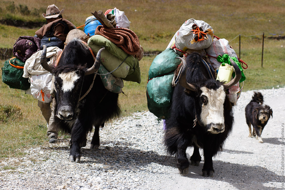 тибетцы переносят грузы на яках