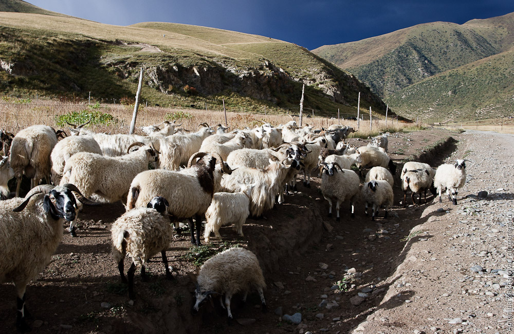 бараны в Тибете