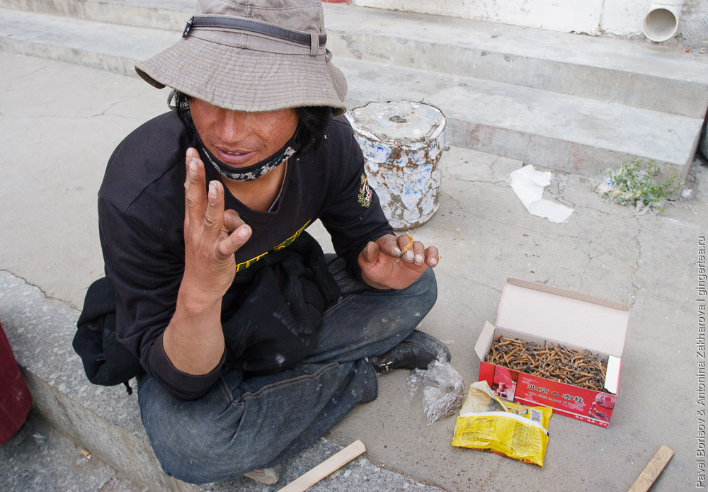 тибетец показывает цену на пкордицепс китайский, ярцагумбу, ярсагумбу