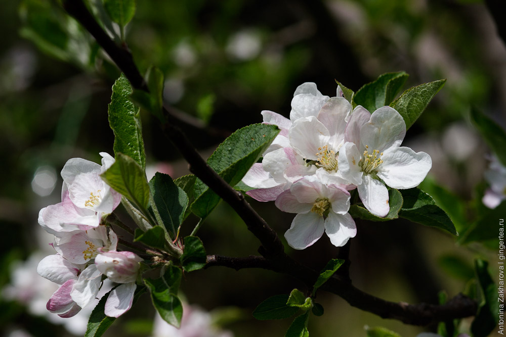 яблоня цветет, apple-tree blooming
