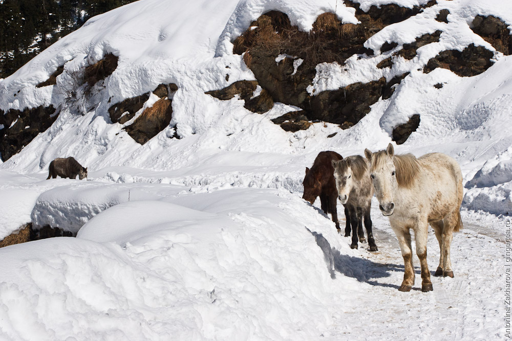 лошади в долине Куллу зимой