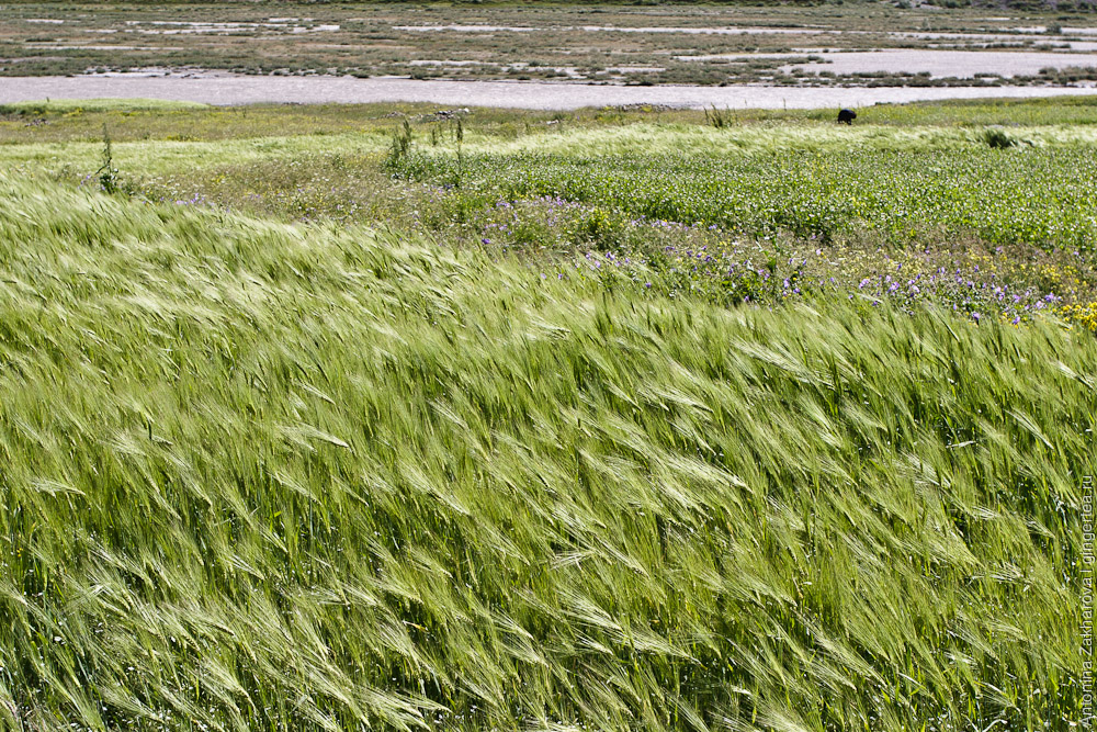 Зерновые на реке Дода, Занскар, Индия