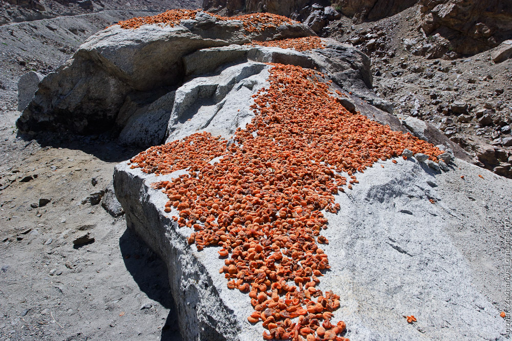 абрикосы сушатся на камне в долине Инда