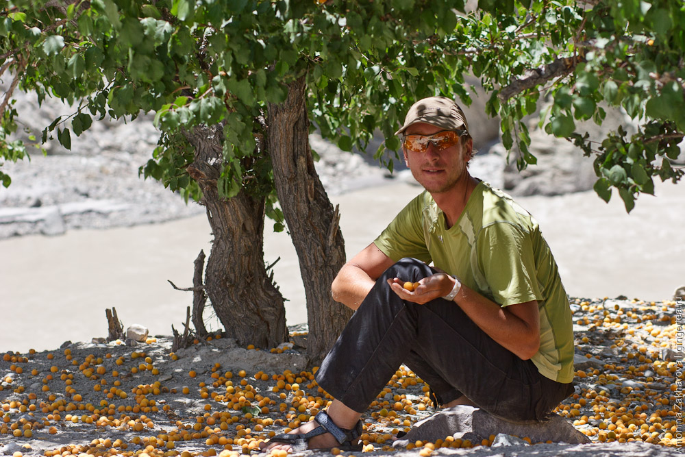 абрикосы в Ладакхе