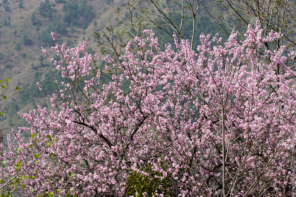 цветущие яблони в долине Куллу в Индии