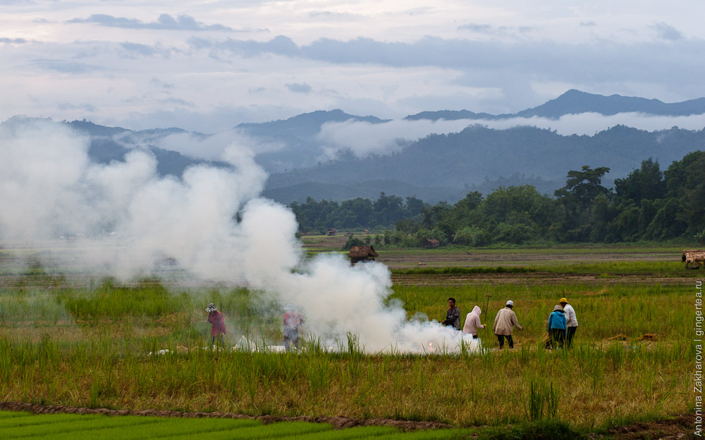 на поле сжигают солому от собранного урожая риса, Лаос