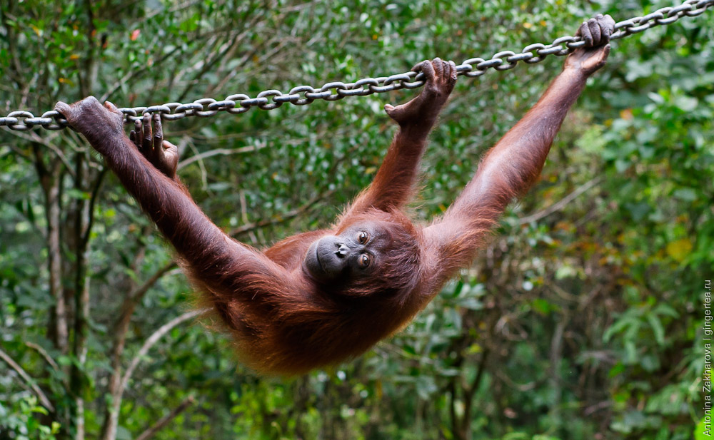 орангутан, orangutan