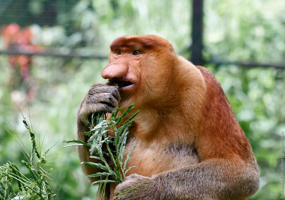 обезьяна носач, proboscis monkey