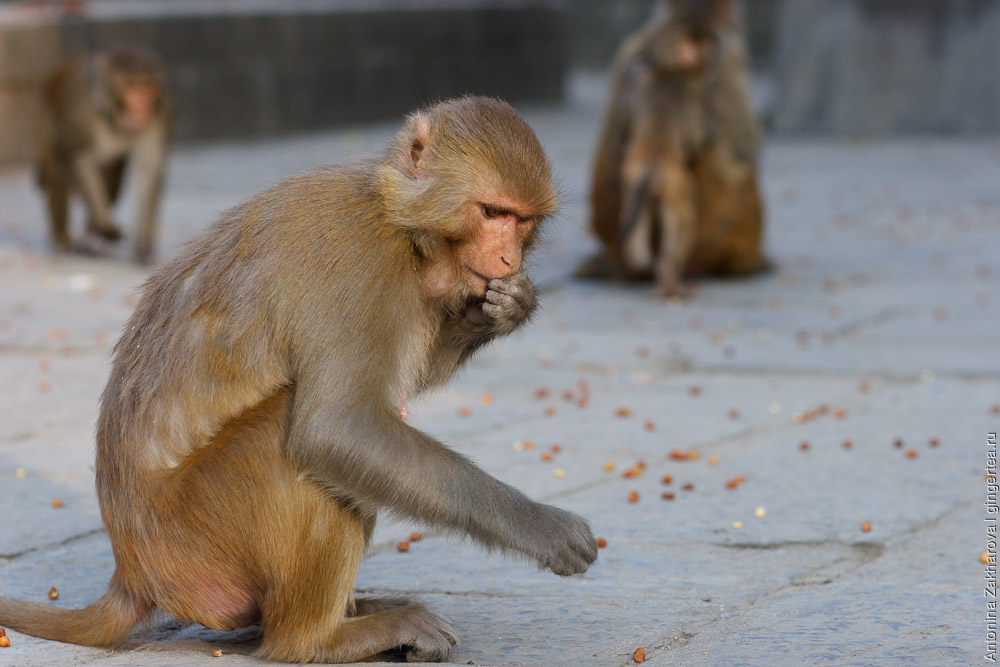 Катманду и обезьяны