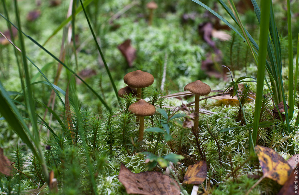 грибы на болоте в Тверской области