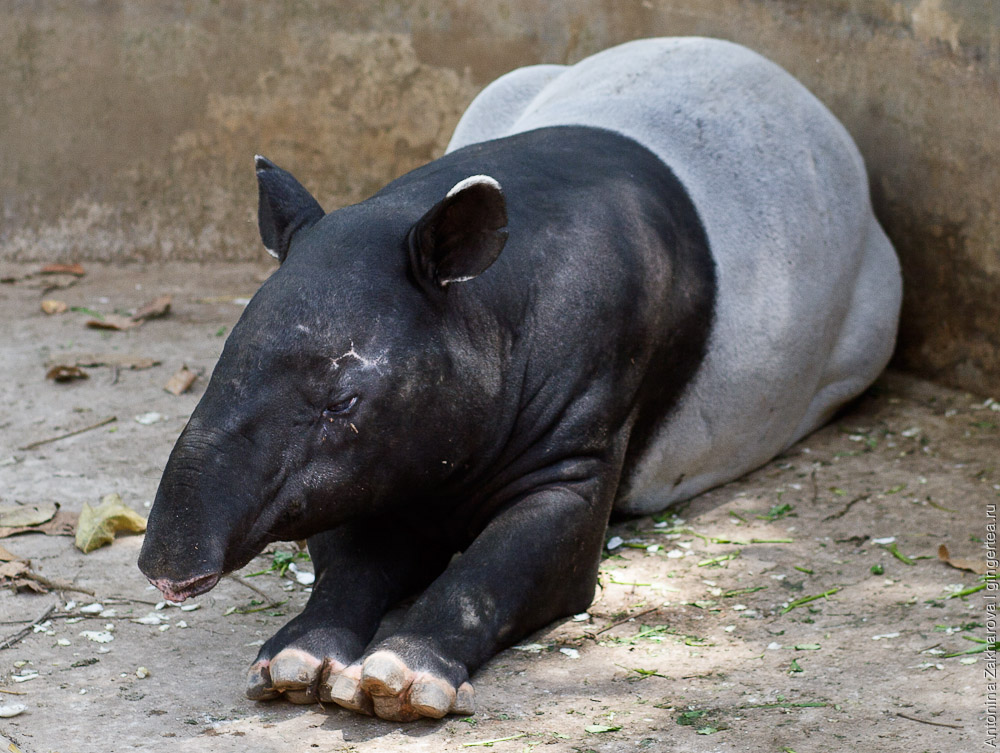 чепрачный тапир, malayan tapir