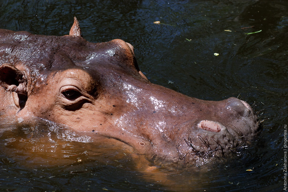 обыкновенный бегемот, гиппопотам, hippopotamus