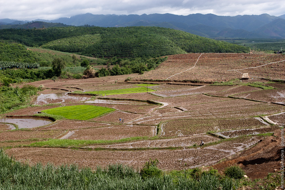 рисовые поля в провинции Бокео в Лаосе