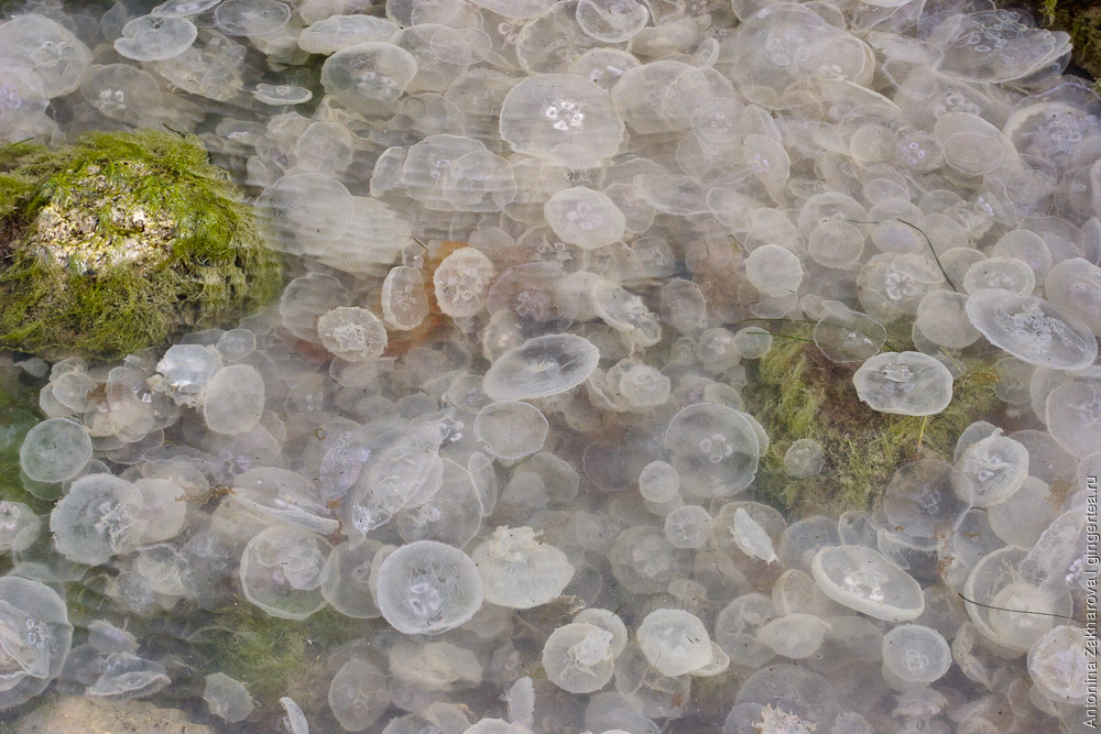медузы в Черном море