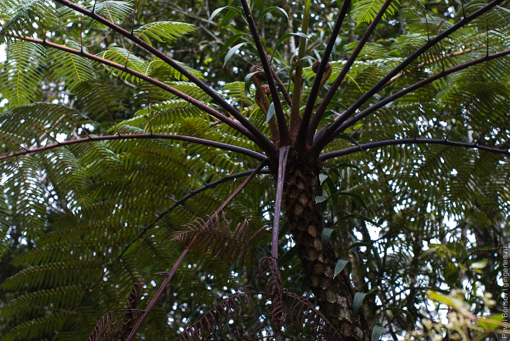 древовидный папоротник, tree fern