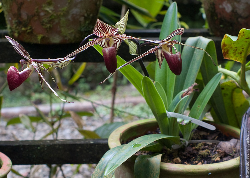 орхидея, венерин башмачок, orchid
