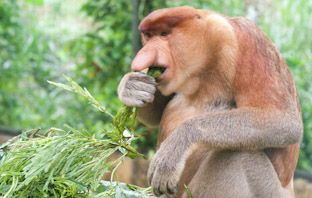 Кто есть кто в джунглях. Животные острова Борнео