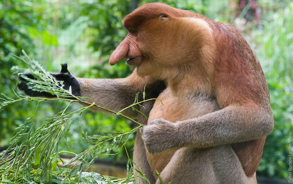 обезьяна носач, proboscis monkey