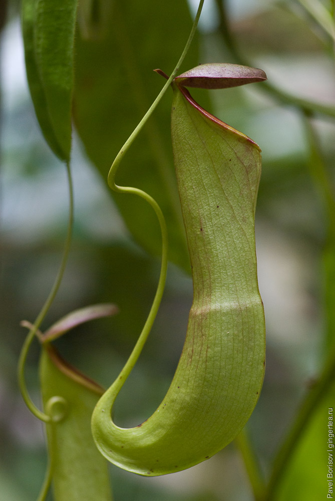 непентес, nepenthes, pitcher plant