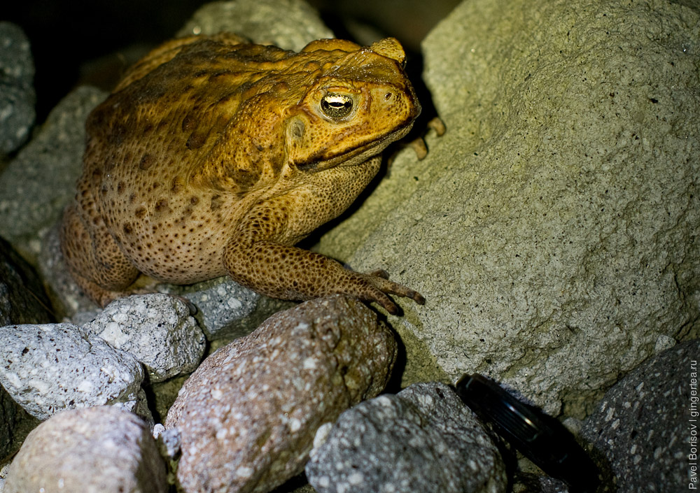 жаба на Филиппинах, Philippines toad