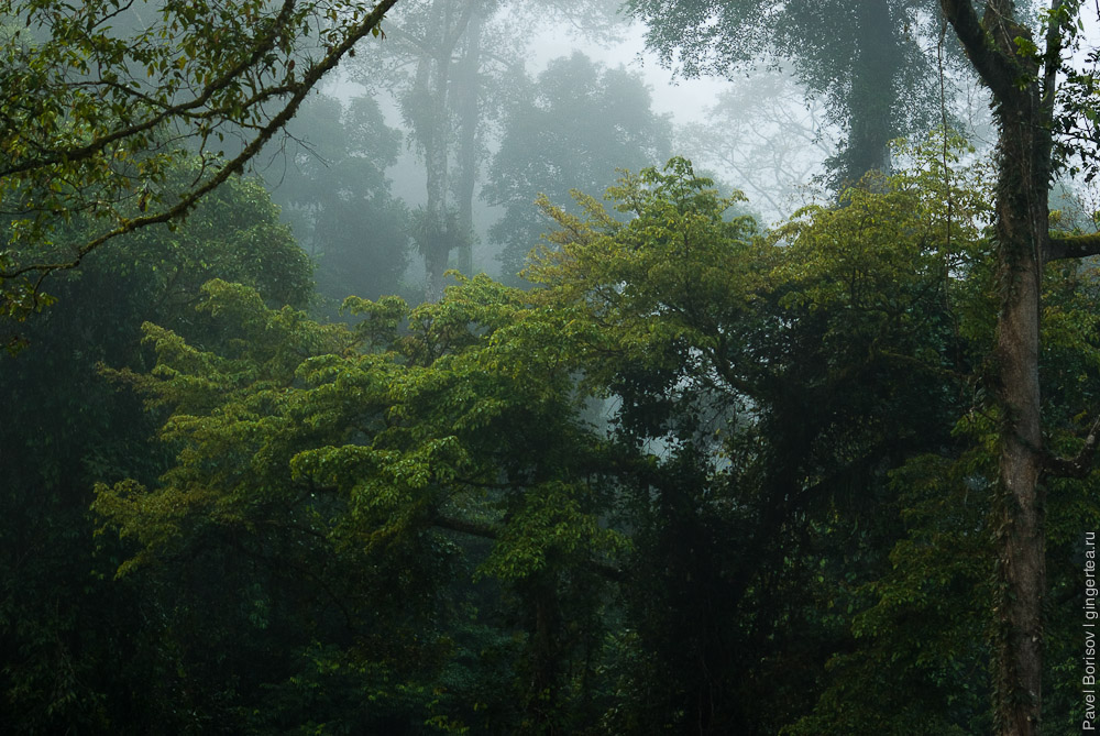 влажный тропический лес долины Данум на рассвете, Danum valley rainforest just before sunrise