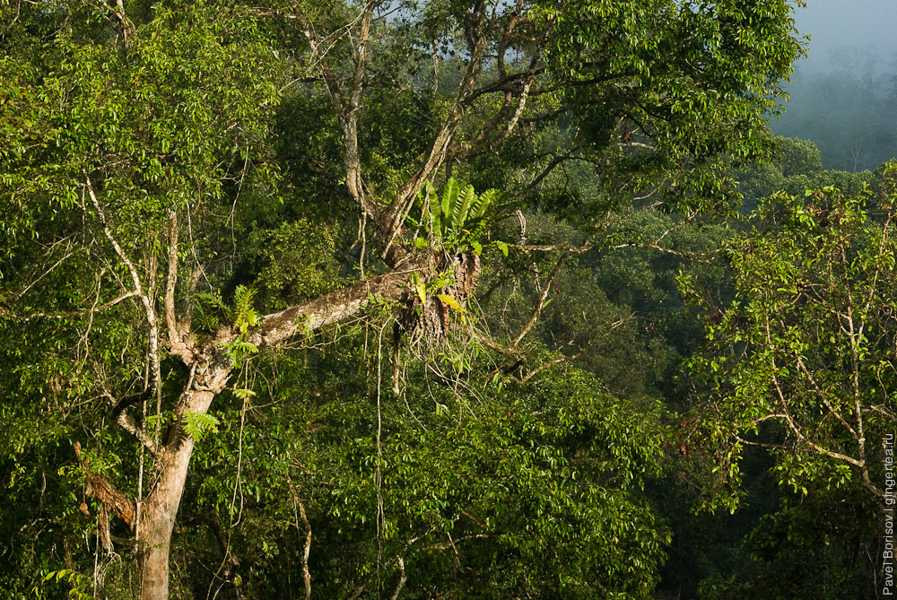 асплениумы в сорока метрах над землей, bird's nest fern grows 40m above the ground