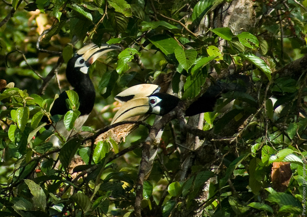 пара азиатских птиц-носорогов, a couple of Oriental Pied Hornbill (Anthracoceros albirostris)