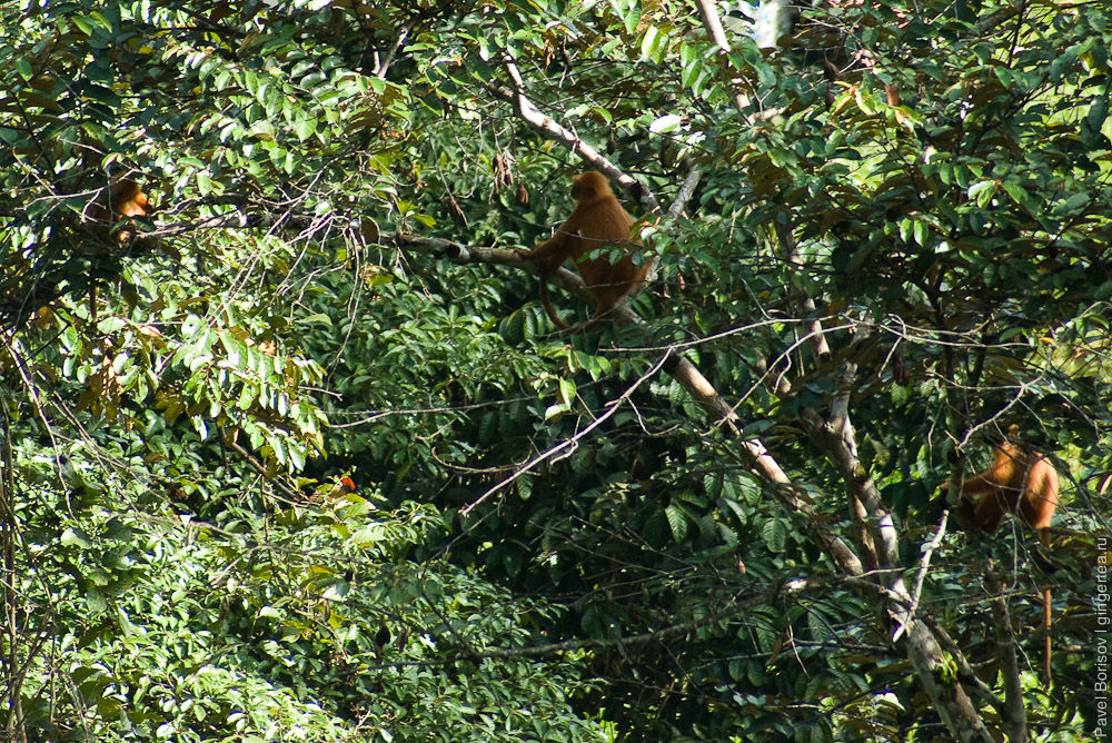 семья каштановых тонкотелов, красный лангур, maroon leaf monkeys
