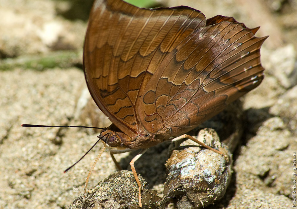 бабочка в заповеднике Данум, Danum valley butterfly