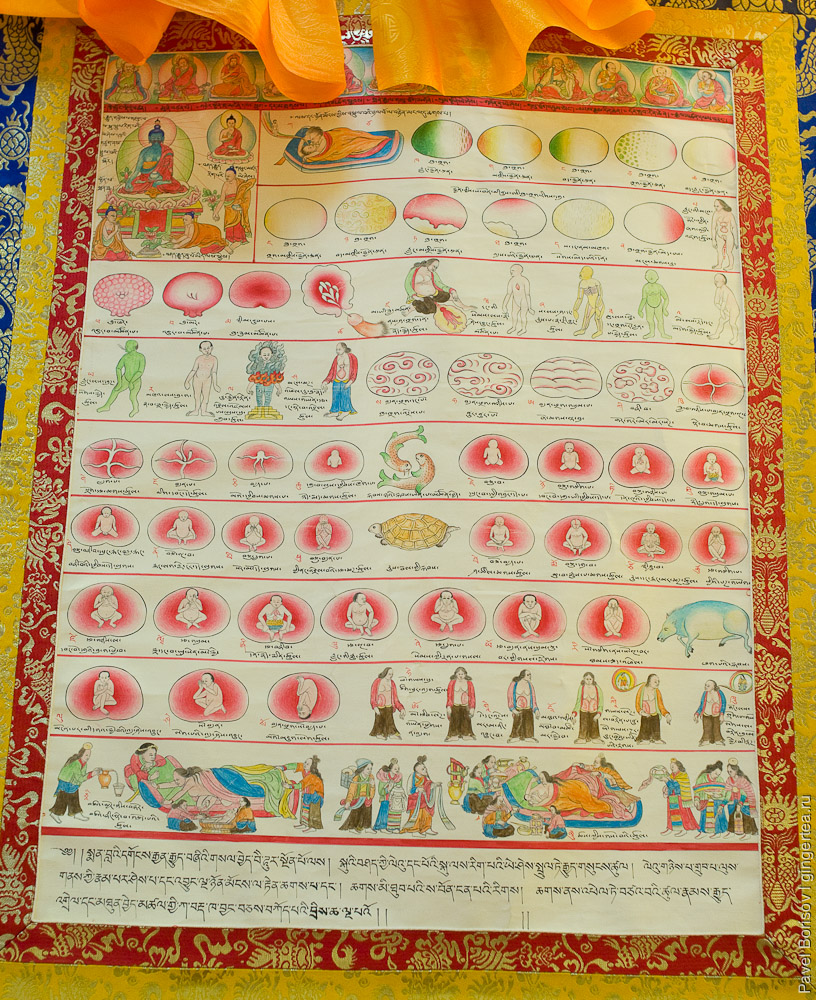 Тибетская традиционная медицина 