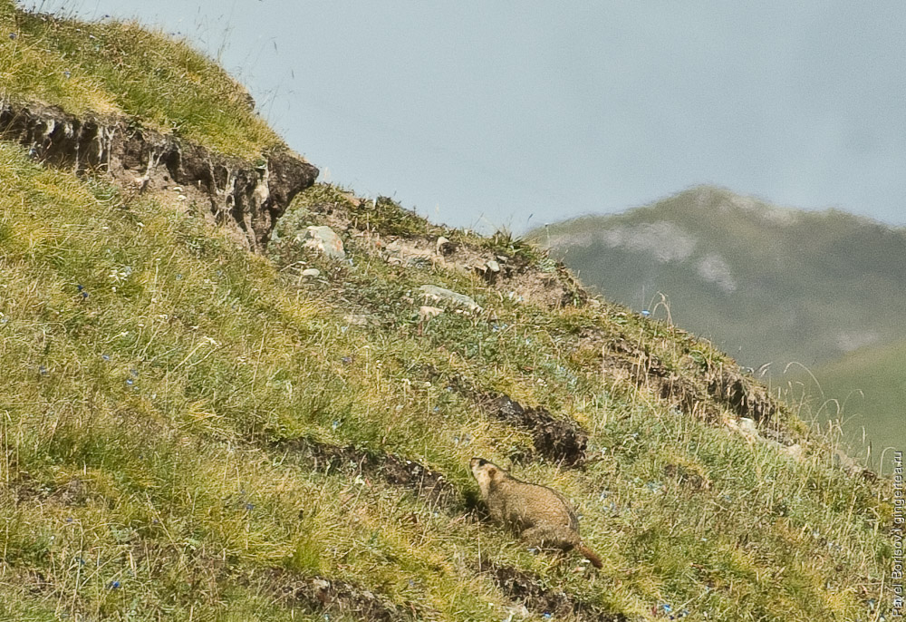 сурок напуган и убегает к сурчине, marmot running to its burrow in fear