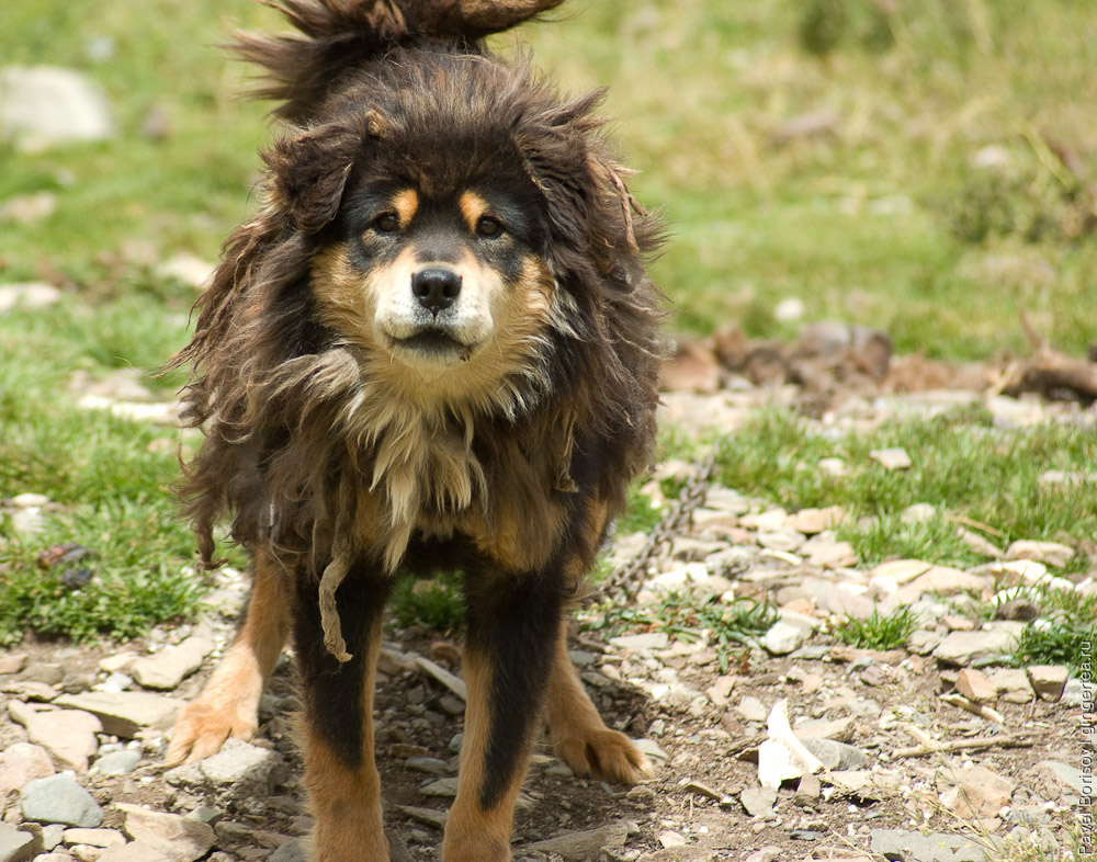тибетский мастиф, tibetan mastiff