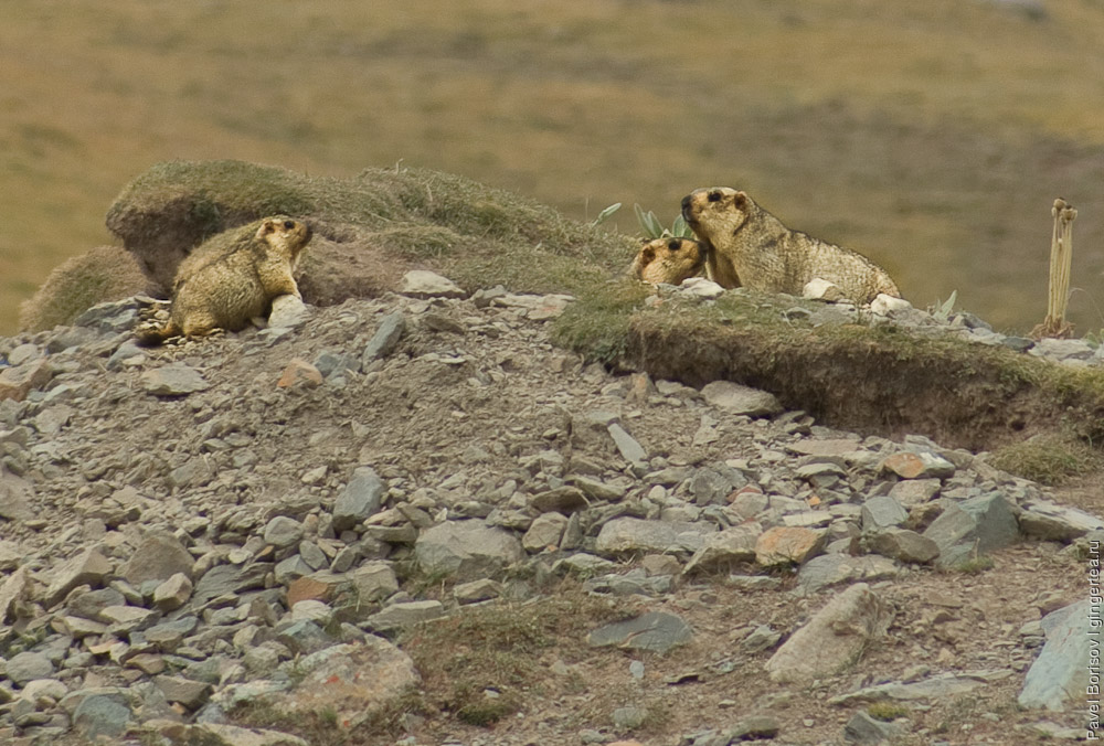 семья сурков у сурчины, marmots family near a burrow