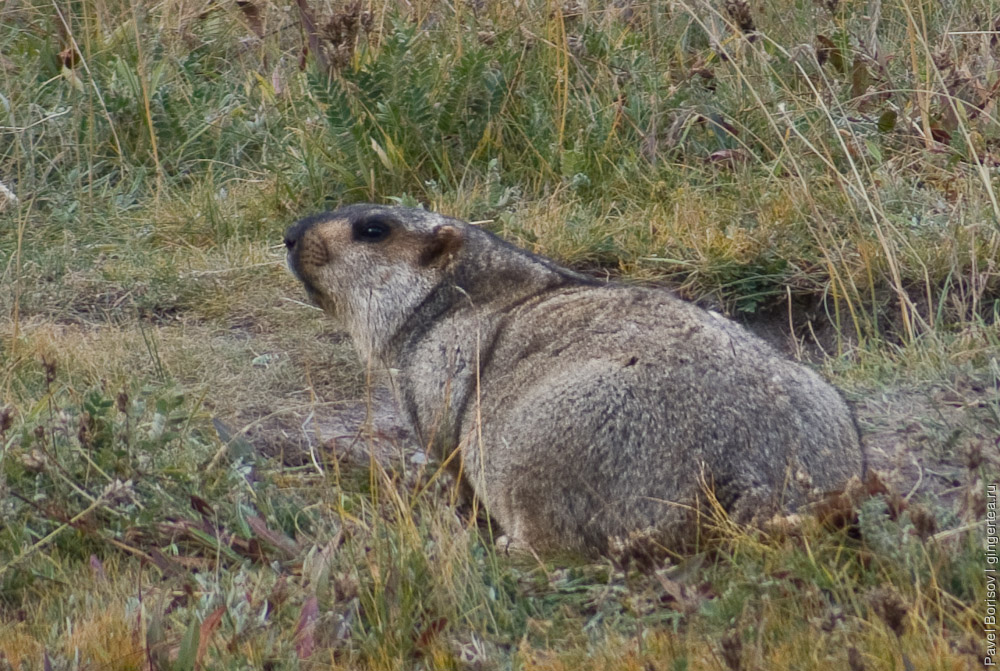 сурок у норы, marmot near the burrow
