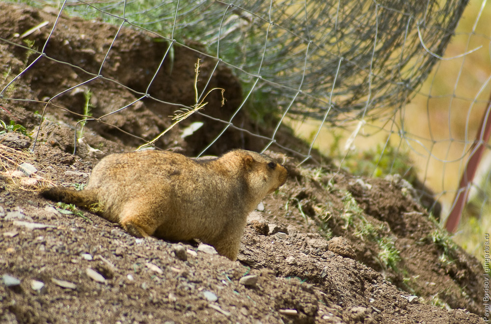 сурок вырыл нору у границы пастбища, marmot near the burrow