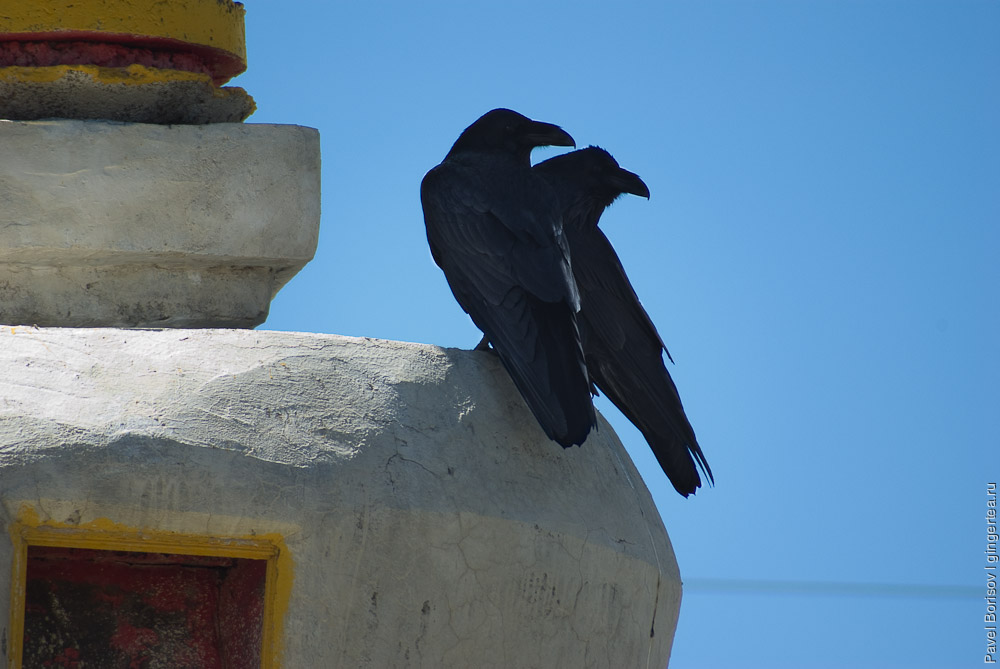 пара ворон на ступе, a raven couple on a stupa