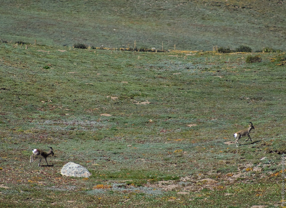 антилопы оронго, orongo antelope