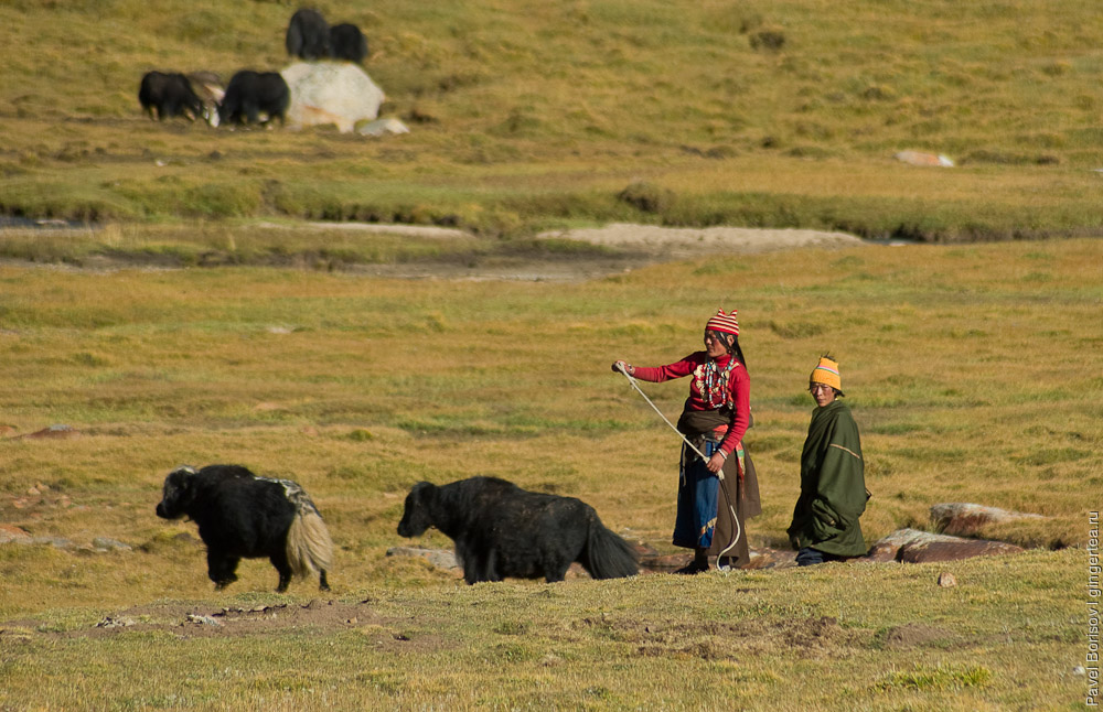 Пастухи-тибетцы