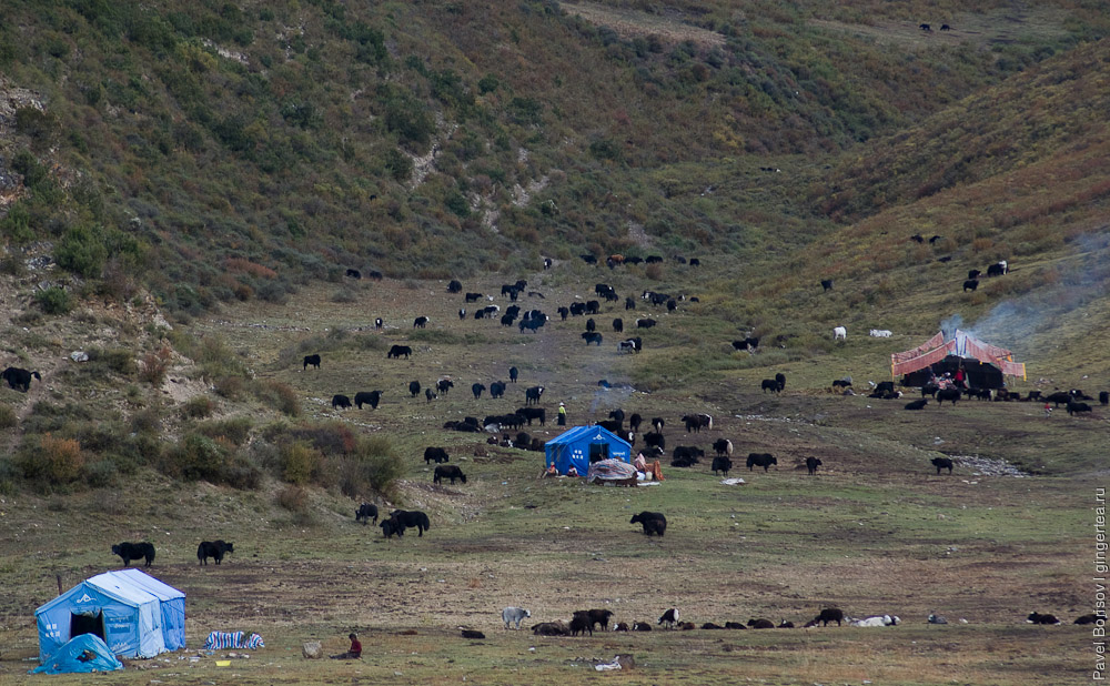 Новые китайские непромокаемые палатки пользуются популярностью среди тибетских пастухов
