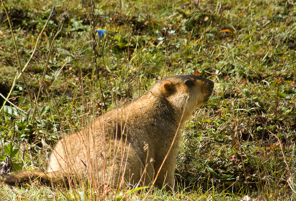 сурок в позе опасности осматривает окрестности и свистит, marmot looking around and whistling  in a signal position