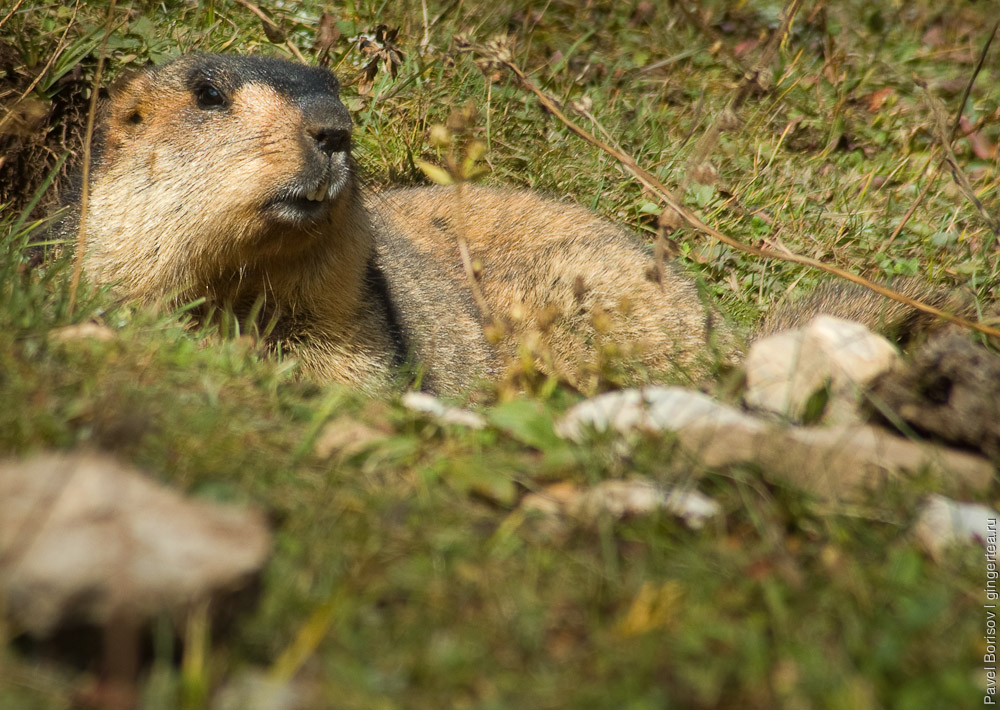 сурок выглядывает из норы, marmot looks out of a burrow