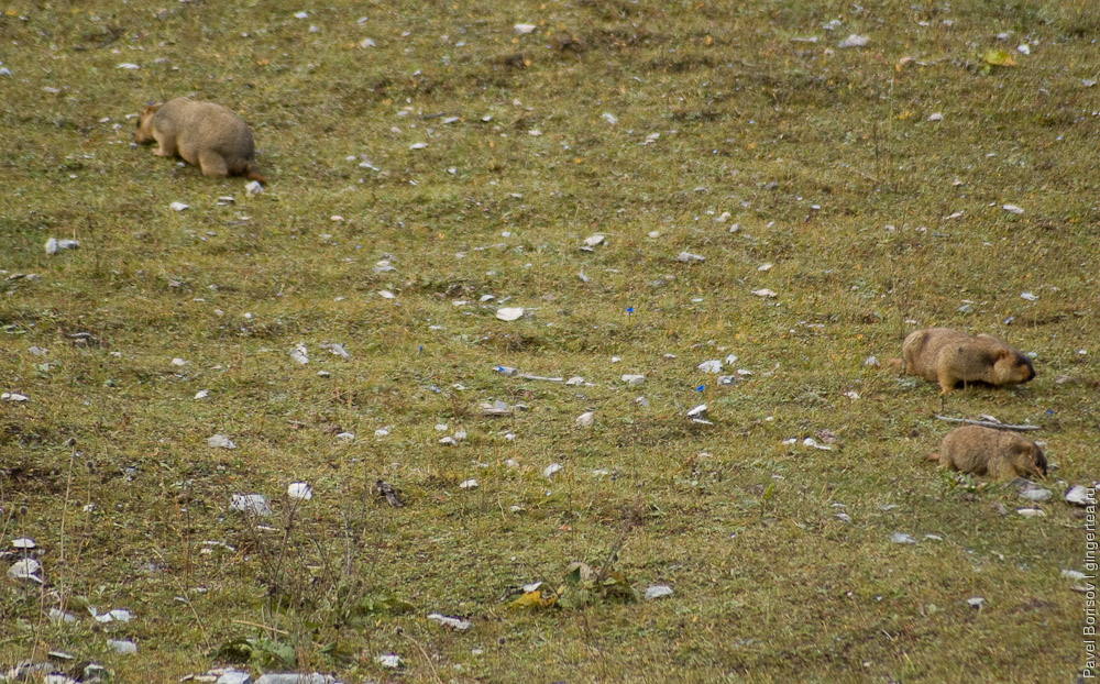 сурки на пастбище, marmots on grassland