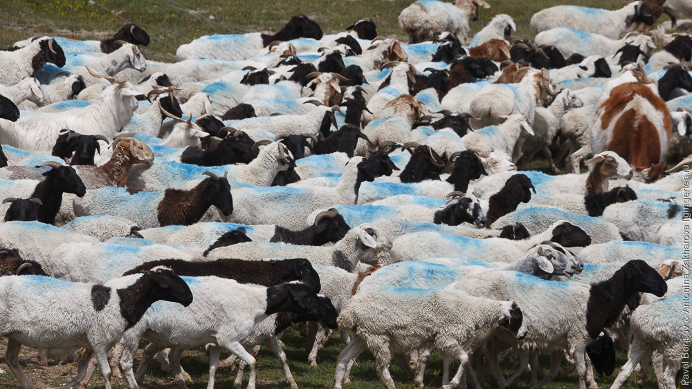 бараны и овцы, помеченные краской, в Китае