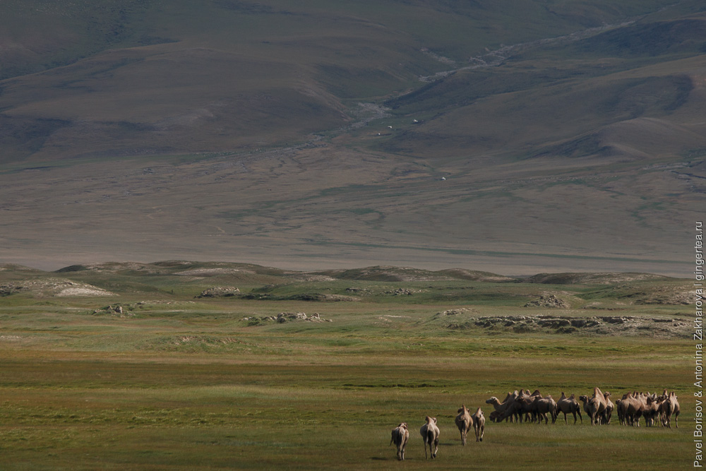 табун верблюдов в Китайском Тянь-Шане