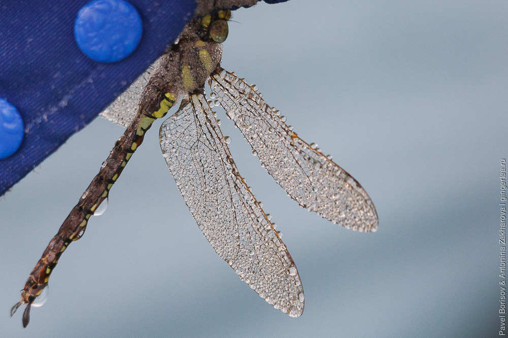 стрекоза с каплями воды на крыльях