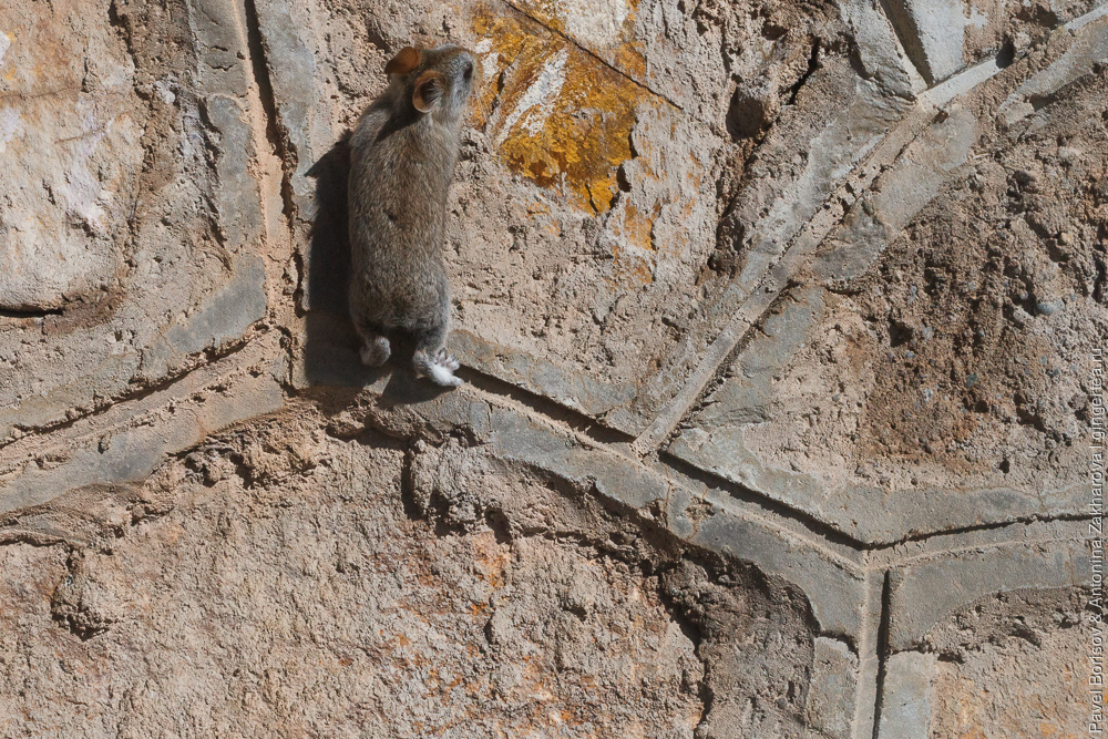 мышь забирается на стену