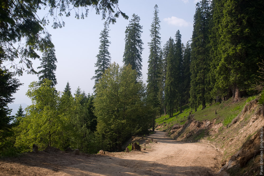 Еловый лес перед перевалом Джалори,  fir-tree forest before Jalori pass