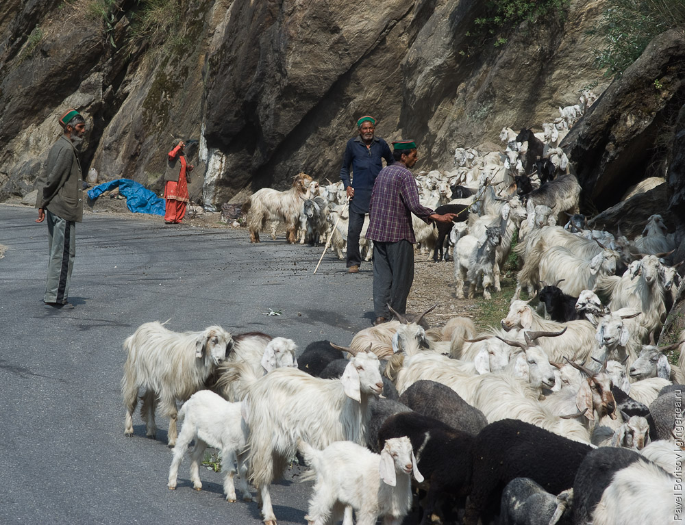 козы в Индии, goats in India