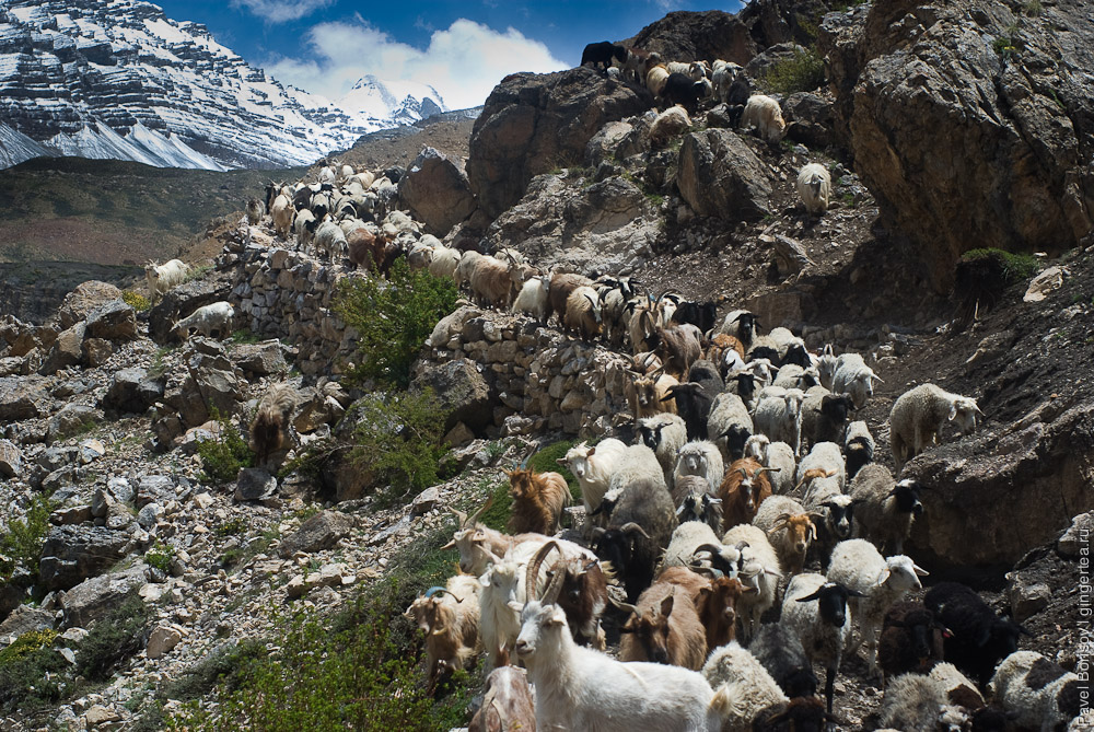 бараны и овцы в долине Спити, goats and sheeps in Spiti valley