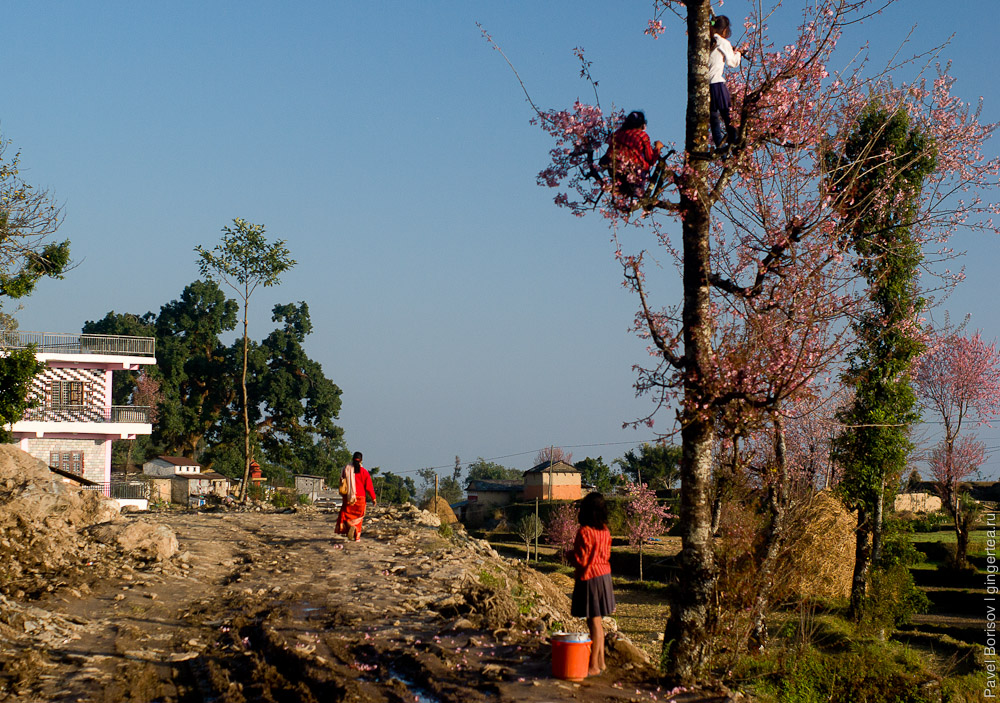 непальские дети лакомятся цветами с вишневых деревьев
